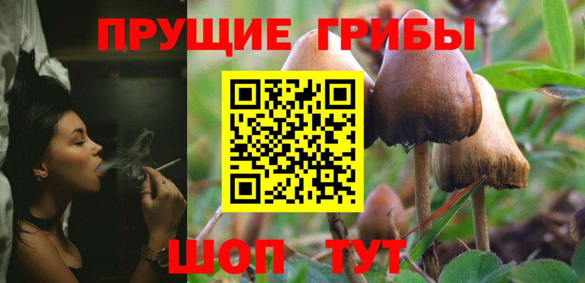 Псилоцибиновые грибы Psilocybe Старый Оскол